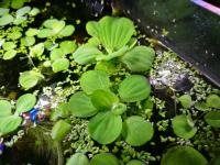 Pistia плавающее растение из аквариума 10-cio PAK