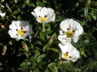 ЧИСТОК БЕЛЫЙ-ЗАЩИТИТЕ ЗДОРОВЬЕ-ПРЕДОТВРАТИТЕ БОЛЕЗНИ-CISTUS ALBIDUS