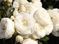 Róża biała wielkokwiatowa Artemis sadzonki róży w doniczce P11