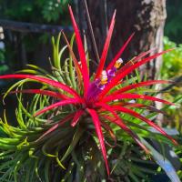 Tillandsia 'Ionantha Red' Air PLANTS оплетка-воздушное растение-Красный