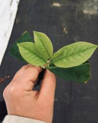 Laurowiśnia NOVITA sadzonka 5-10 cm mrozoodporna