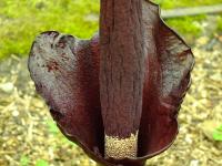 Ривьера дикарь - Amorphophallus лилия вуду