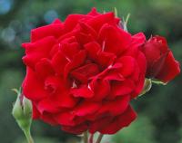 RÓŻA PNĄCA MUSHIMARA PAKIET 2 SZTUK