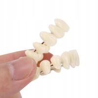 PROTEZA IMPLANTY SZTUCZNE ZĘBY szczęka żywica akrylowa ZEBÓW odporny