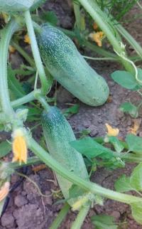 Ogórek Ruski stara odmiana kolekcjonerskie nasiona