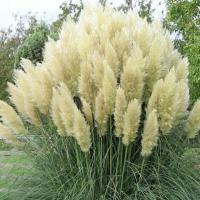 Пампасная трава белые семена гигантские перья 2 метра украшение сада