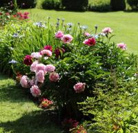 Piwonia Paeonia Sorbet PIĘKNE DUŻE KWIATY Sadzonki 0,6L