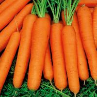 Морковь Первый Сбор очень ранняя семена