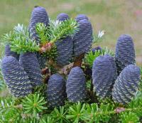 Пихта корейская (Abies Koreana) 25 семян морозостойкая для сада и террасы