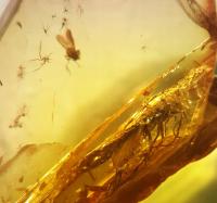 Инклюзия муха насекомое хворост самородок Янтарь cert