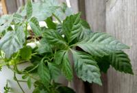 JIAOGULAN ЛИАНЫ БЕССМЕРТИЯ ЧАЙ GYNOSTEMMA СЕМЕНА