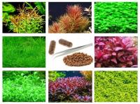 МИКС НАБОР ЛЕГКИХ РАСТЕНИЙ ДЛЯ АКВАРИУМА ШАРИКИ КАПСУЛЫ ПИНЦЕТ _ 3 ПЛАНЫ