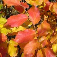 Parocja Perska Golden Bell Tower KOLUMNOWY POKRÓJ 3-LITRY