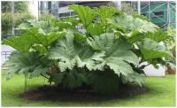 Величественная Ганнера гигантская (Gunnera Manicata) для сада семена 5 шт.