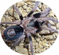 Cardiopelma sp. mascatum SpidersForge)