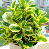 Peperomia obtusifolia Variegata мясистые листья в пятнах пышный перец