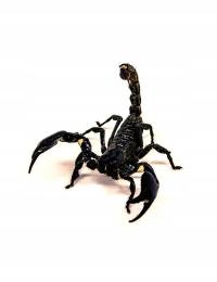 Heterometrus cyaneus крупные особи Скорпион 8-10 см