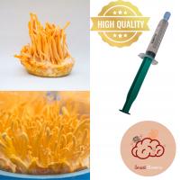 CORDYCEPS MILITARIS (БОЕВАЯ БУЛАВКА) SUPERFOOD - ЖИДКИЙ МИЦЕЛИЙ 10МЛ