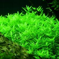 Rotala rotundifolia green (in-vitro) puszka 7cm TROPICA 12GROW