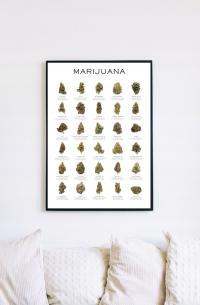 Plakat Marihuana Ganja Cannabis 70x50cm