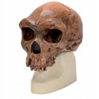 3B Scientific VP754/1 Czaszka Homo Rhodesiensis