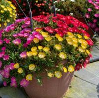 Подсолнечник красно-розовый Jewel of Desert саженцы 0,4 л морозостойкие