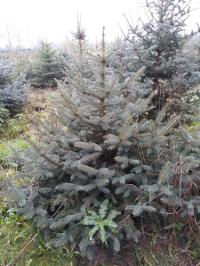 ЖИВАЯ ЕЛКА ЕЛЬ СЕРЕБРИСТАЯ 100-120 СМ. PICEA PUNGENS
