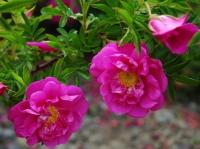 Роза DART'S DEFENDER (Роза) в горшках P9, высота 30-50 см