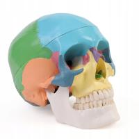 Model czaszki człowieka dydaktyczna kolorowa LUDZKA CZASZKA ANATOMICZNY