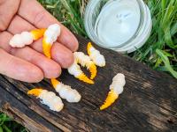 8 шт. Larwa XL Boroda Baits 40mm -1.8 gr. zapach SER killer na Trout Area!