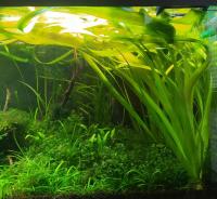 Vallisneria gigantea - 90-120 cm !!! Piękne!!!