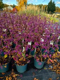 Callicarpa bodinieri - Pięknotka Bodiniera PROFUSION NL