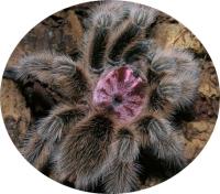 Grammostola porteri (SpidersForge