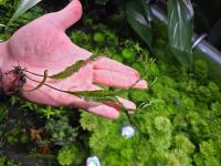 Microsorum Windelov - Szczepka- kłącze 2 liście