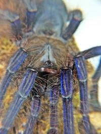 Omythymus violaceopes (SpidersForge