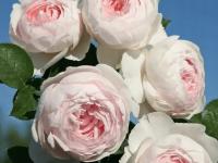 Róża rabatowa Herzogin Christiana sadzonka w doniczce P11 kremowa różowa