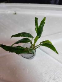 Anubias Species koszyk z uprawy podwodnej łatwa roślina do akwarium