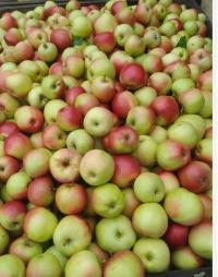 Jabłka na sok 18kg mix odmian od sadownika