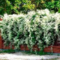 Самая быстрорастущая лиана-FALLOPIA растет 6 метров в год саженец XL C2