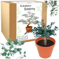 НАБОР ДЛЯ ВЫРАЩИВАНИЯ ЭВКАЛИПТА СИНИЙ СЕРЕБРЯНЫЙ БОНСАЙ МНОГОЛЕТНИЙ