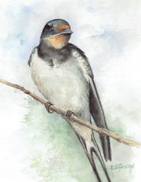 Ptak , ptaki jaskółka- akwarela (z passe-partout)