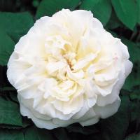 RÓŻA ANGIELSKA PARKOWA WIN