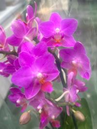 Орхидея живая JMP 40см Розовый фламинго на фото