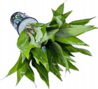 Hygrophila siamensis [koszyk]