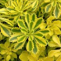 ОЧИТОК THE EDGE НАСТОЯЩИЙ ХАМЕЛЕОН