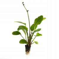 Echinodorus Europa - koszyk