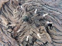 Theraphosa apophysis (SpidersForge