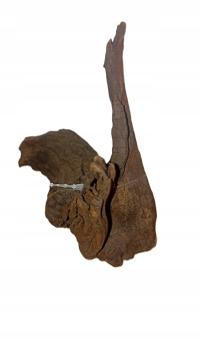 1/3920 B Korzenie Amtra 13x8x12 cm naturalne drzewo