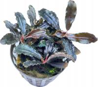 Bucephalandra sp. 'Kedagang' [koszyk]