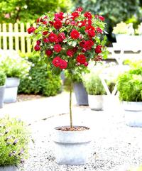 РОЗА ПИЕННА КРАСНАЯ ДУШИСТАЯ 702